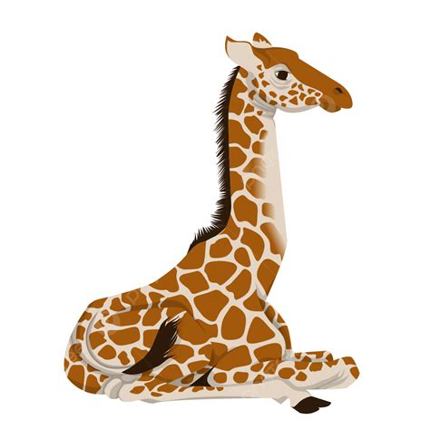 Giraffe Vector Illustration Giraffe Giraffe Vector Animal Png And