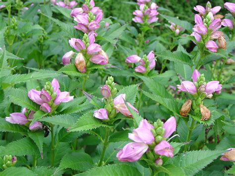 ‘hot Lips Turtlehead A Late Summer Flowering Native What Grows