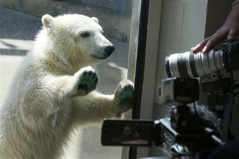 Toledo Zoo Shows Off Polar Bear Cub The Blade