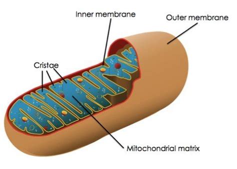 Check spelling or type a new query. Processing Energy With Mitochondria (Animals) — Overview ...