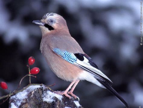 Geai Des Chênes Garrulus Glandarius Beautiful Birds Species Cats