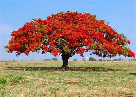 Ss Naturals15 Royal Poinciana Seeds Gulmohar Delonix Regia Tree