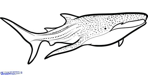 Whale Shark Coloring Page at GetColorings.com | Free printable