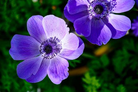 105 Things That Are Purple In Nature Photos