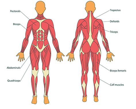 Muscle Groups Anatomy Anatomy Diagram Book