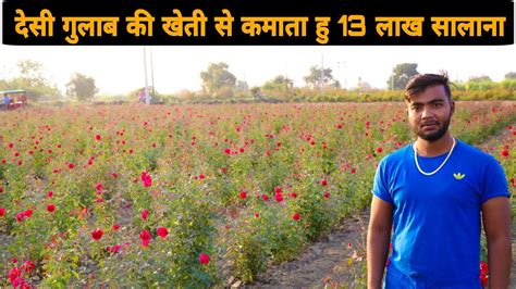 देसी गुलाब की खेती से करें अच्छी आय Gulab Ki Kheti Start Kaise Kare