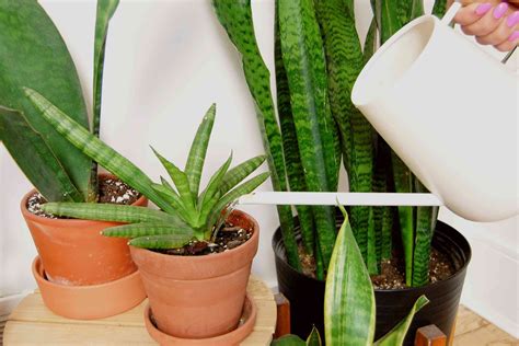 How Often To Water A Snake Plant