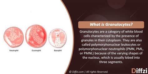 Granulocytes Vs Agranulocytes Diffzi