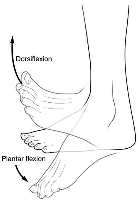 Pronation And Supination Of The Forearm Pronation And Supination Of Foot