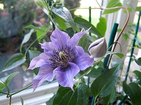 Clematis, clematis, clematis, clematis for growers and lovers of clematis plants, an international society with members all around the world. Clematis 'Climador' in the Clematis Database - Garden.org