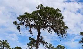 Image result for pictures of georgia pines swaying