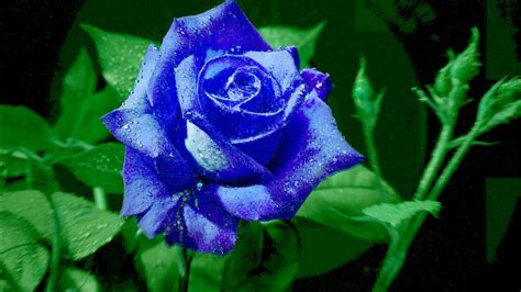Bright Blue Rose Wallpapers And Images Wallpapers