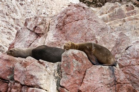 Paracas National Reserve And Ballestas Islands Sea Lion Island