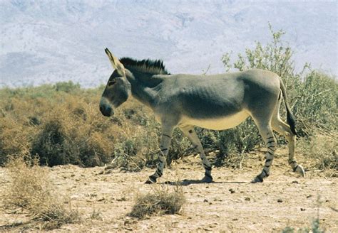 History Of The Domestication Of Donkeys