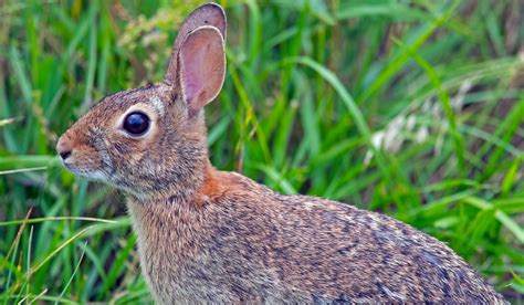 Cottontail Rabbit Facts