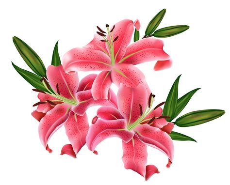 Pink lilies clipart 20 free Cliparts | Download images on Clipground 2022 png image