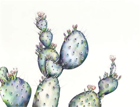 Prickly Pear illustration by botanical artist Charlotte Argyrou. Coloured pencil illustration ...