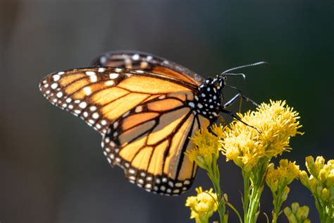 3 Reasons To Visit Pismo Beach Butterfly Grove