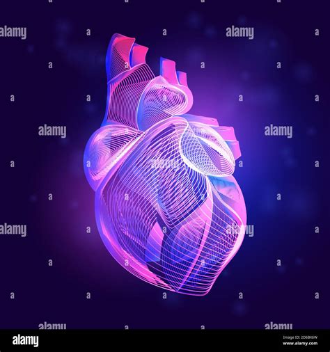 Estructura Médica Del Corazón Humano Esquema Vector Ilustración De La