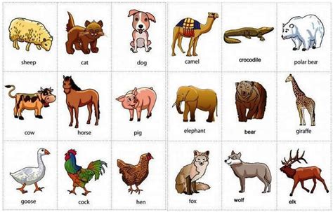 Nama Hewan Dalam Bahasa Inggris Dan Cara Membacanya Homecare