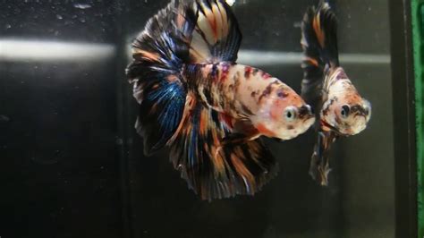 Check spelling or type a new query. Betta Fish Collection - YouTube
