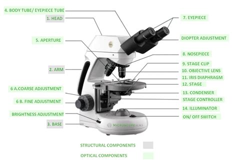 Update More Than Compound Microscope Sketch Diagram Super Hot In