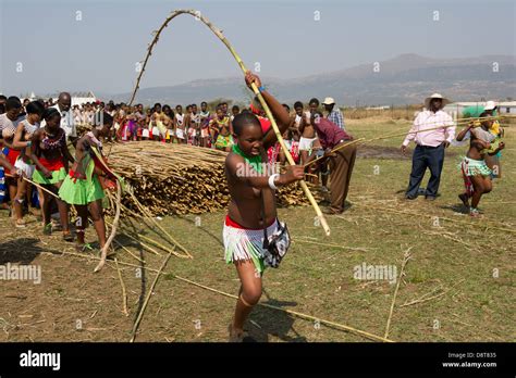zulu maidens deliver reed sticks to the king zulu reed dance at enyokeni palace nongoma south
