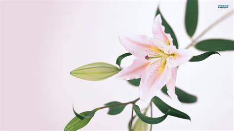 Lily Wallpaper 65 Pictures