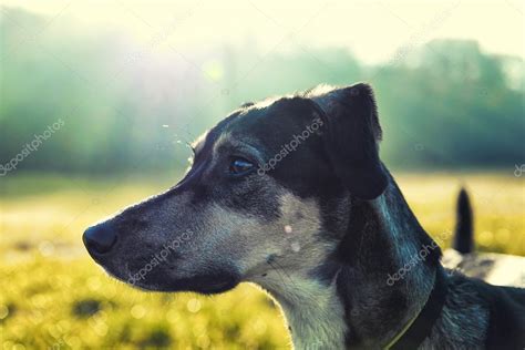 Dog Profile Portrait — Stock Photo © Jordygraph 93636882