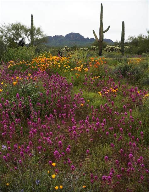 It flowers in the spring and after the flower dies a fruit is produced which can be consumed by humans. Arizona Desert spring flowers | Spring Flowers in the ...