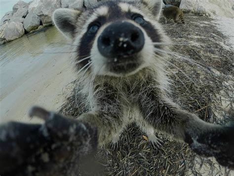 Download Animal Raccoon Hd Wallpaper