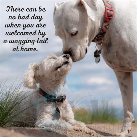 14 Best Dog Love Quotes For Dog Lovers And Pet Parents Rntalks