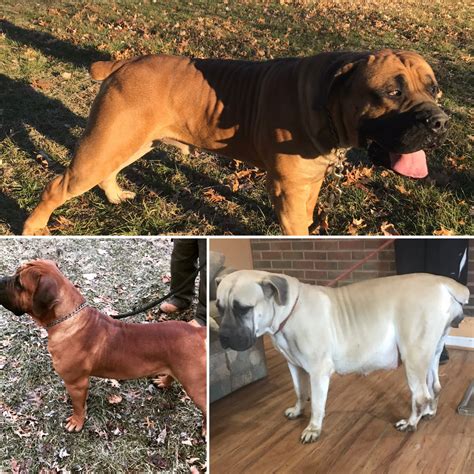 For sale is a tour ep by say anything. Boerboel Puppies For Sale | St. Louis, MO #291135