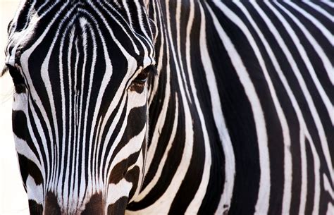 Download Animal Zebra Hd Wallpaper