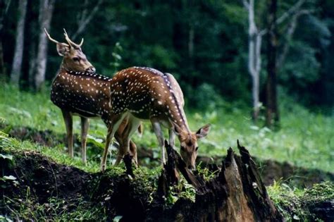 22 Best Wildlife Sanctuaries In Kerala To Visit In 2023