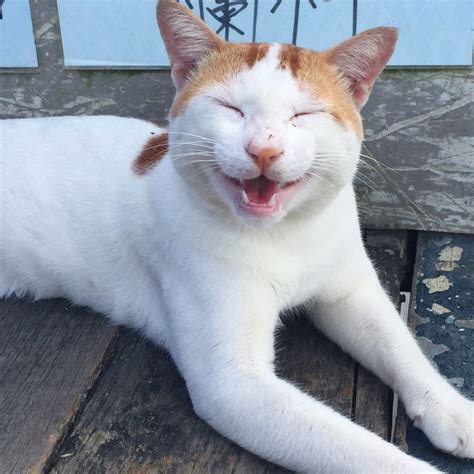 Lets Start The Weekend Right With A Photo Of This Cute Smiley Cat We