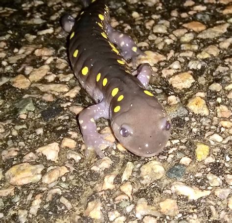 Yellow Spotted Salamander Sharon Friends Of Conservation