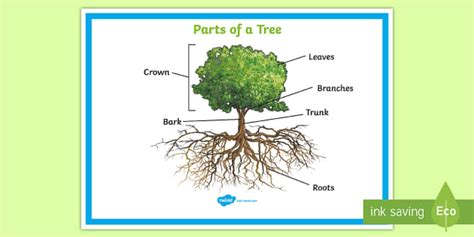 Parts Of A Tree Poster For Classroom Ks1 Primary Resource