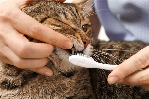 Please read through them all first, as well as the tips on how to teach your cat to accept you brushing her teeth, before you try it for the first time. Easy Natural Homemade Toothpaste Recipe for Cats © ⋆ All ...