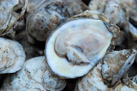 (1 Pint) East Coast Shucked Oysters- (16 oz) – Crab Depot