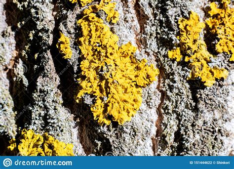 Yellow Fungus On Tree Bark Close Up Stock Photo Image Of Background
