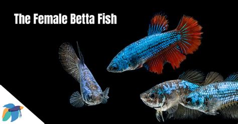 Betta Fish Female Vs Male