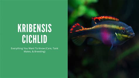 Complete Guide To Kribensis Cichlid Care And Breeding Aquariumstoredepot