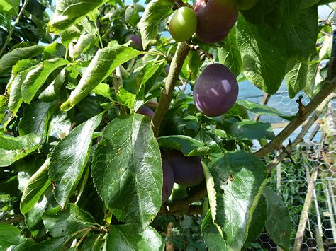 Maybe you would like to learn more about one of these? Potted fruit trees - Suffolk Fruit and Trees - The Fruit ...