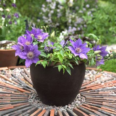 Clematis Bijou Growing Nicely In A Small Pot Container Gardening