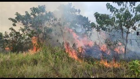 Check spelling or type a new query. Lahan Gambut di Baula Kolaka Terbakar | KendariAktual.com