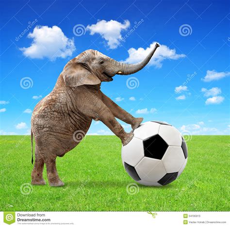 African Elephant With Soccer Ball Stock Image Image Of