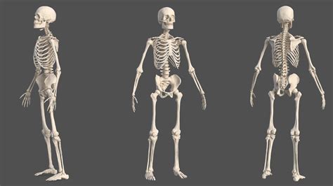 Animated Anatomy Interactive Learning Resources