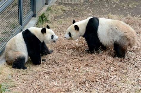 Bashful Tokyo Pandas Mate After Four Year Hiatus