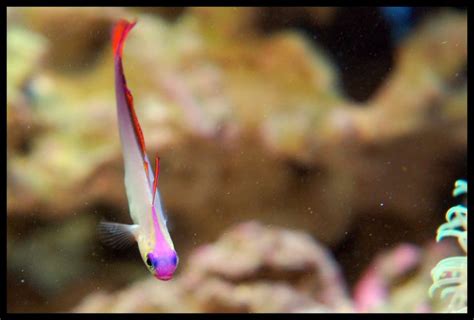 Purple Firefish Fish Pet Reef Aquarium Aquarium